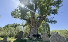Türk boylarının mezarları 750 yıllık anıt ağacın gölgesinde zamana direniyor