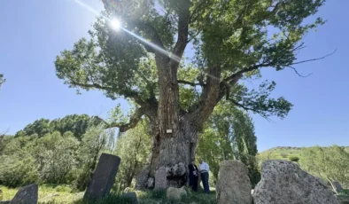 Türk boylarının mezarları 750 yıllık anıt ağacın gölgesinde zamana direniyor