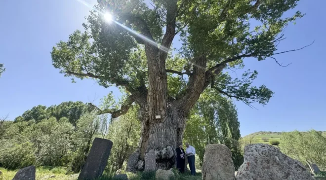 Türk boylarının mezarları 750 yıllık anıt ağacın gölgesinde zamana direniyor