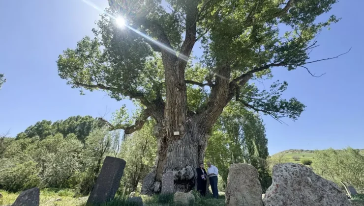 Türk boylarının mezarları 750 yıllık anıt ağacın gölgesinde zamana direniyor